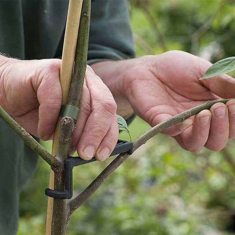 10-30Pcs Fruit Tree Clips Plan - огляд і ціна Bonsai Garden Tools